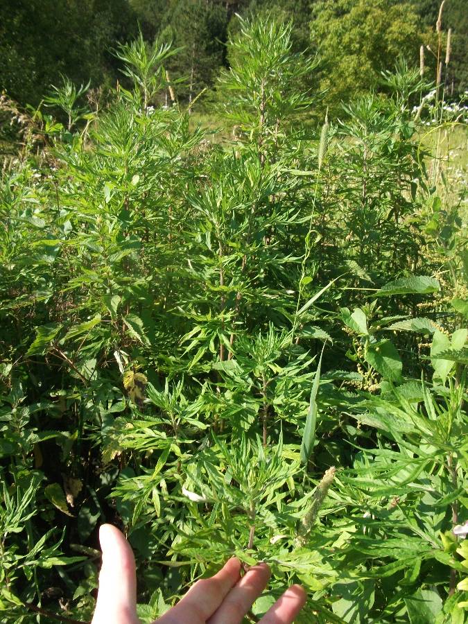 Smoking Herbs Frequently Found Growing On Disturbed Ground